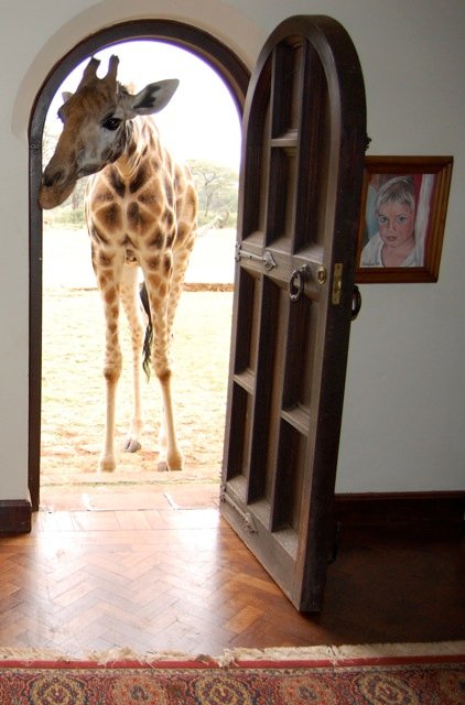 Giraffe at the door of Giraffe Manor, Karen