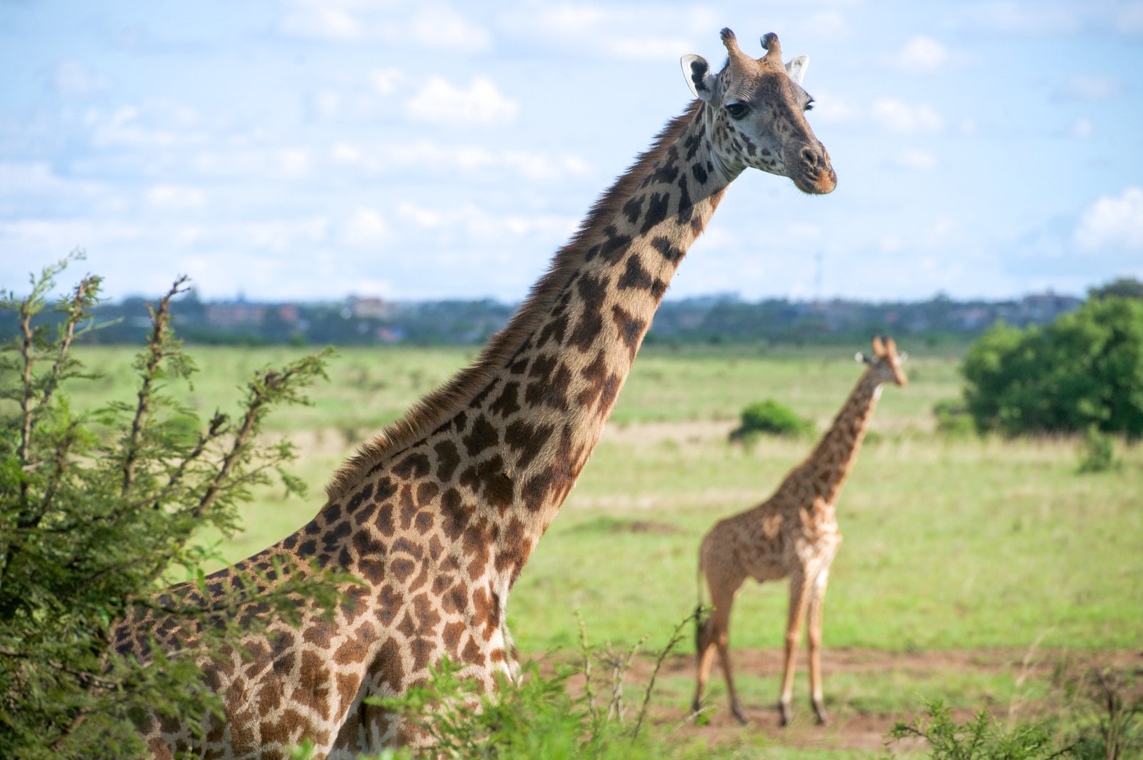 Giraffes in Nairobi National Park