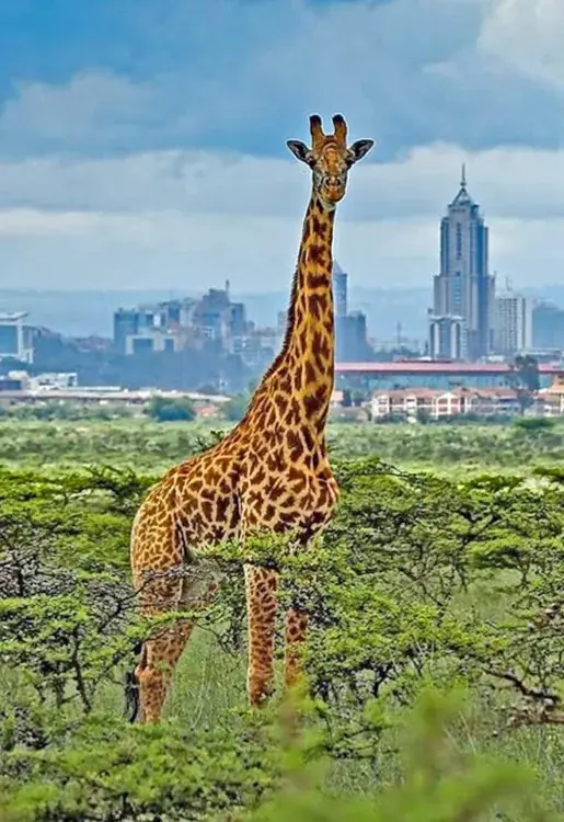 Maasai giraffe in Nairobi National Park, with the Nairobi skyline behind it