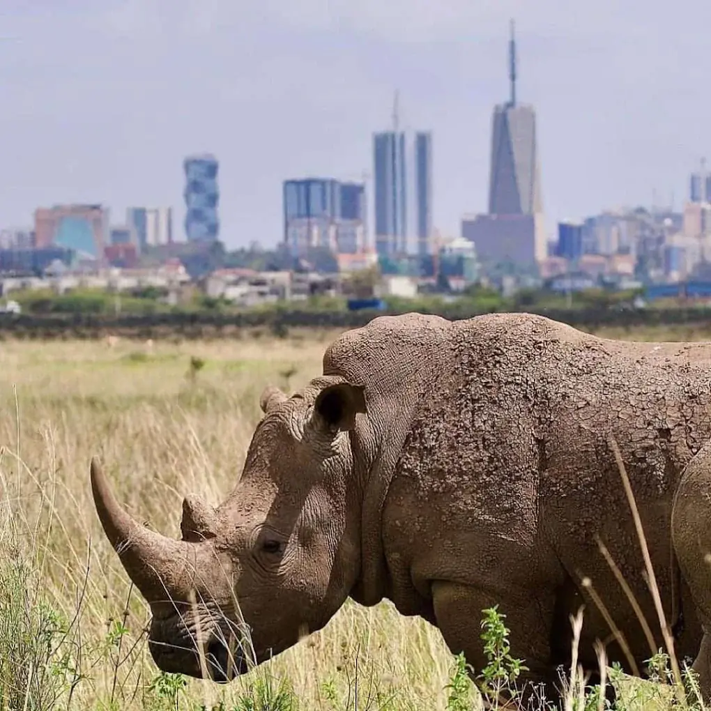 Rhinoceros in the grass at Nairobi National Park, with the Nairobi skyline behind it