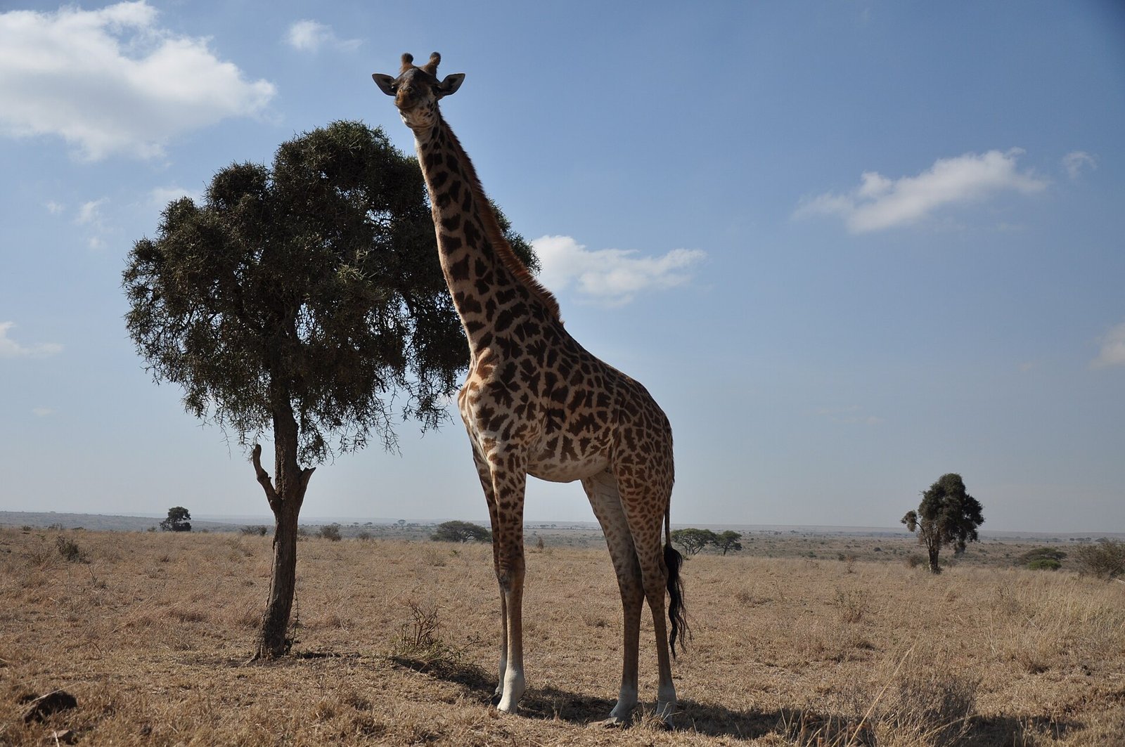 Giraffes on Nairobi National Park grassland