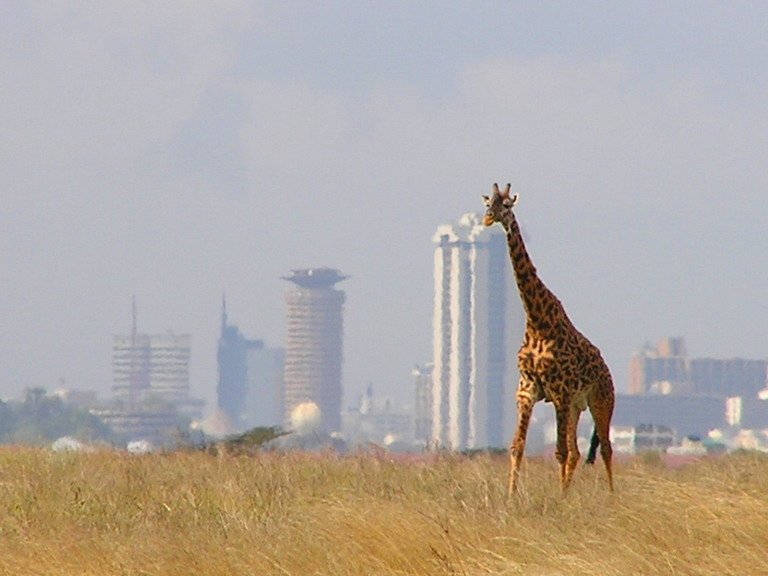 Giraffe in Nairobi National Park near Langata
