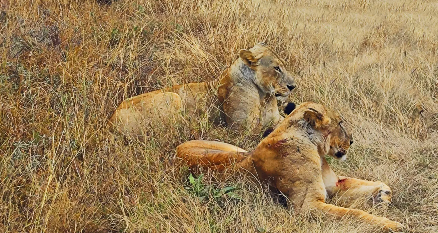 Two lionesses resting in dry grass in Nairobi National Park