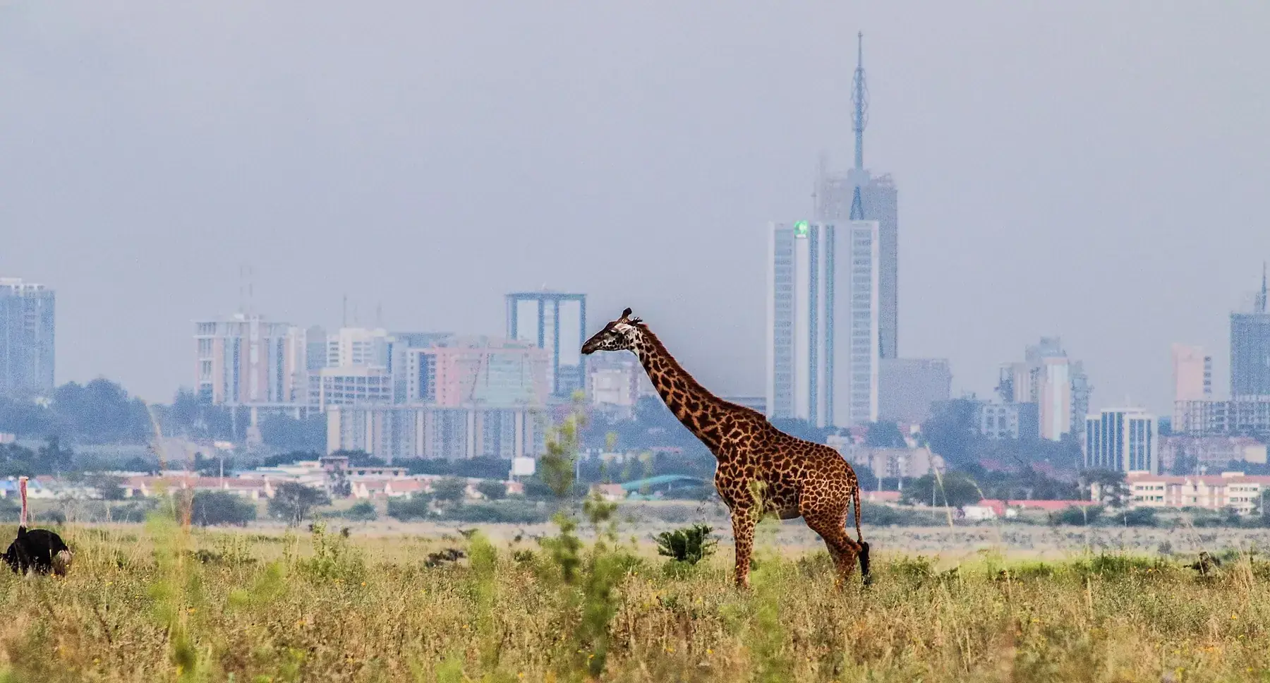 Giraffe photographed against the Nairobi skyline in Nairobi National Park