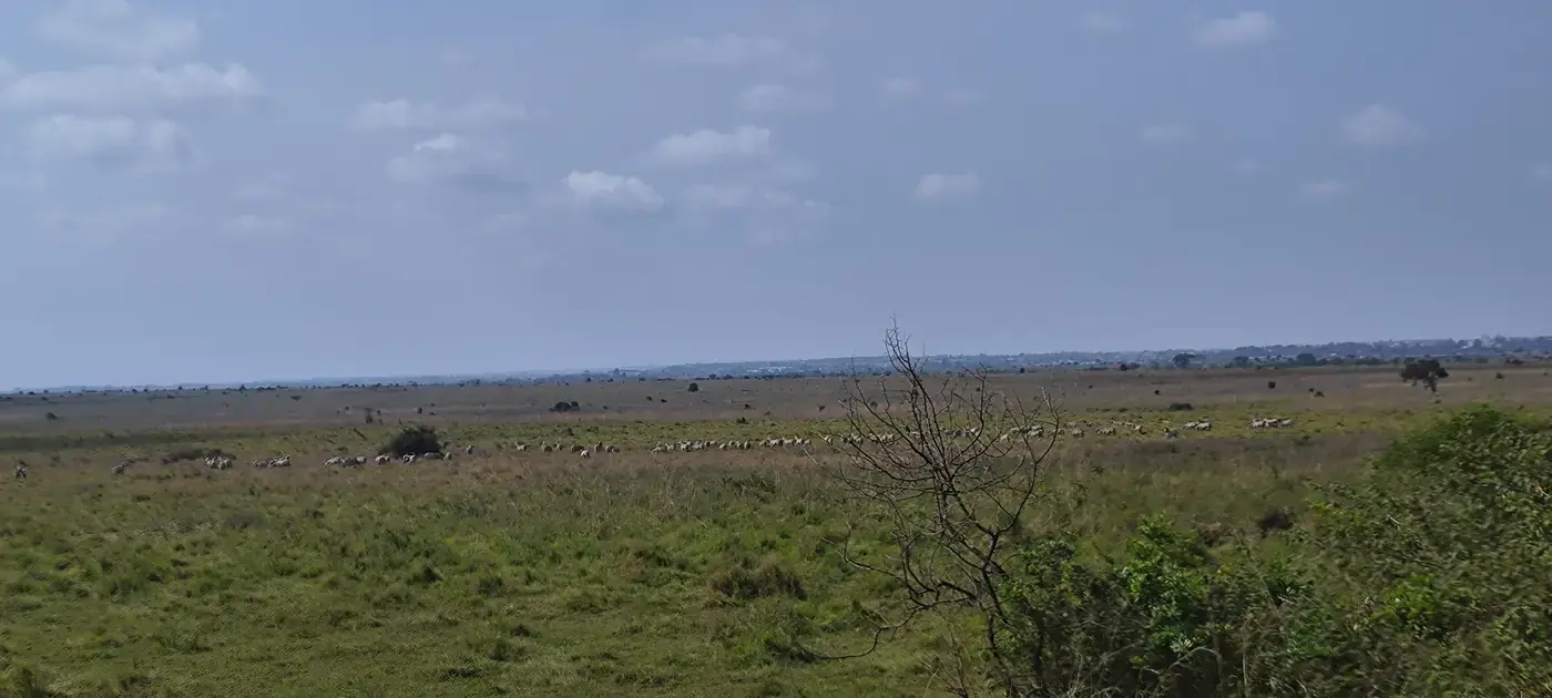 Open grassland in Nairobi National Park, the kind of country buffalo herds use