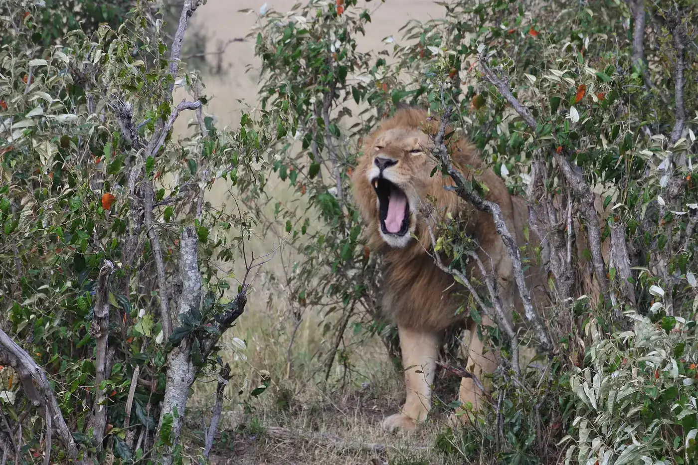 Male lion standing in green bush inside Nairobi National Park
