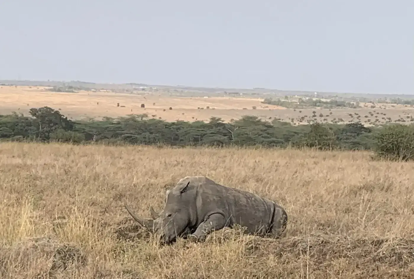 Rhino resting on open grassland in Nairobi National Park