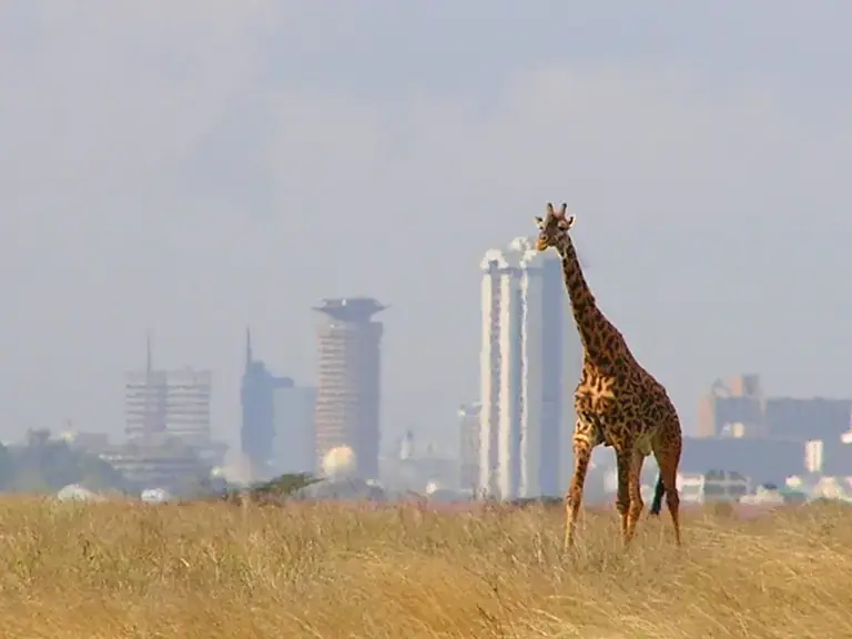 Maasai giraffe on the plains of Nairobi National Park