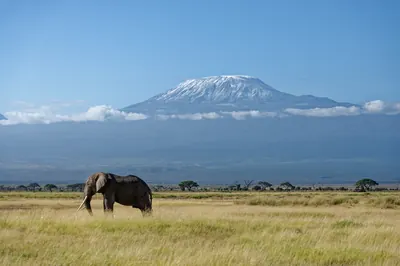 Elephant in Amboseli with Mount Kilimanjaro behind. Photo: Fernando Anuang'a, CC BY-SA 4.0