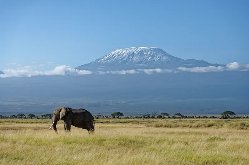 Elephant in Amboseli with Mount Kilimanjaro behind