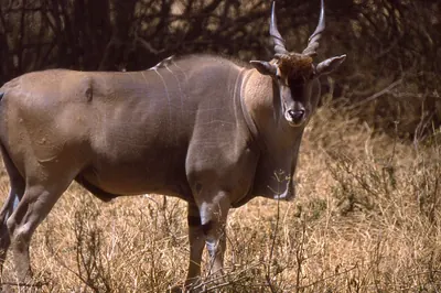 Eland in Nairobi National Park. Photo: Bernard DUPONT from FRANCE, CC BY-SA 2.0
