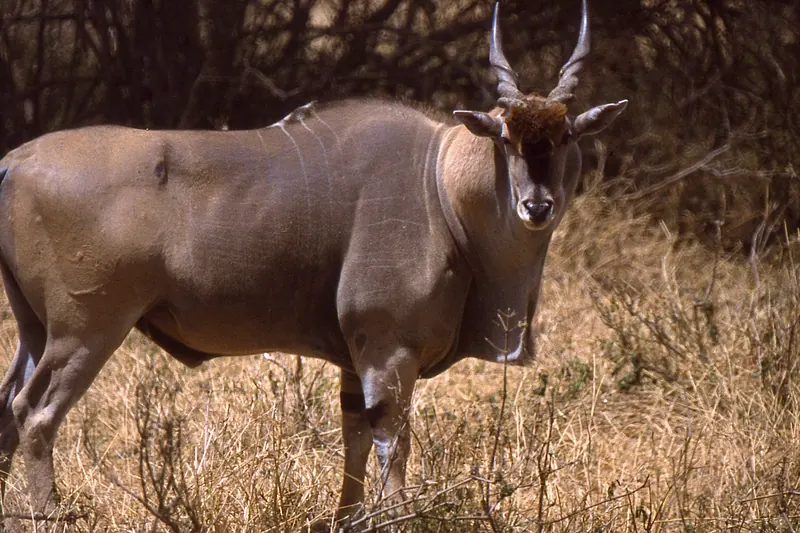 Eland antelope in Nairobi National Park