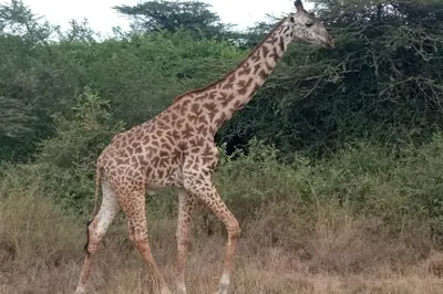 Giraffe in Nairobi National Park. Photo: Cactus0625, CC BY-SA 4.0