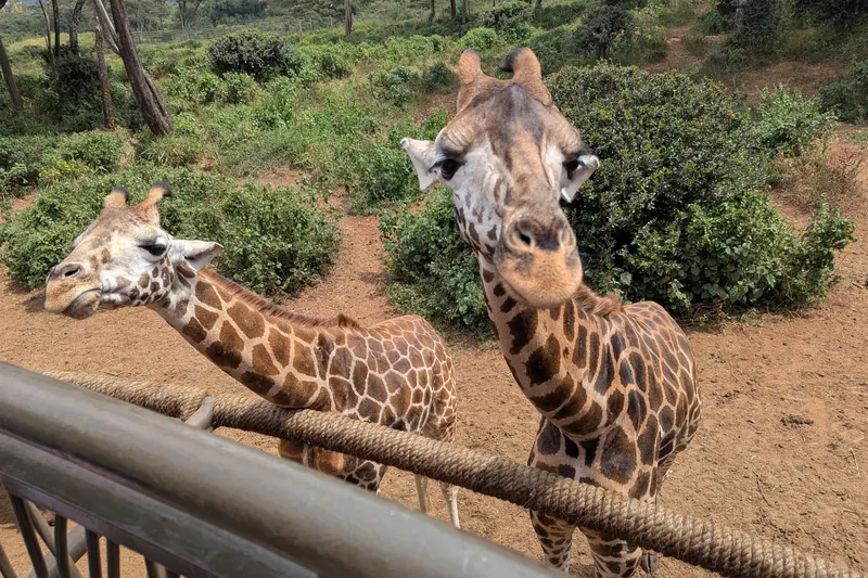 Giraffe at the Giraffe Centre, Nairobi