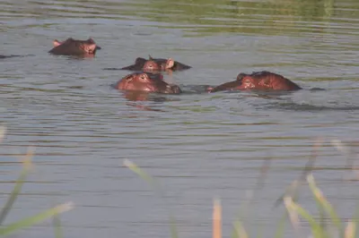Hippos in Nairobi National Park. Photo: Nagarjun, CC BY 2.0