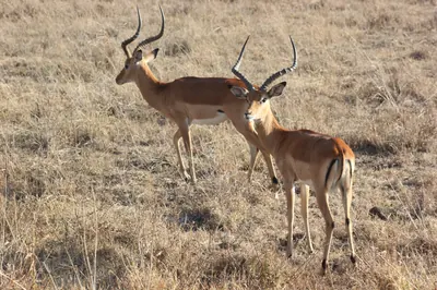 Impala in Nairobi National Park. Photo: Nagarjun, CC BY 2.0
