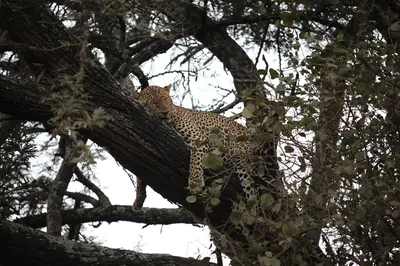 Leopard resting in a tree in Nairobi National Park. Photo: Samwalton9, CC BY 4.0
