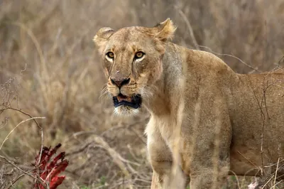 Lion in Nairobi National Park. Photo: flowcomm, CC BY 2.0