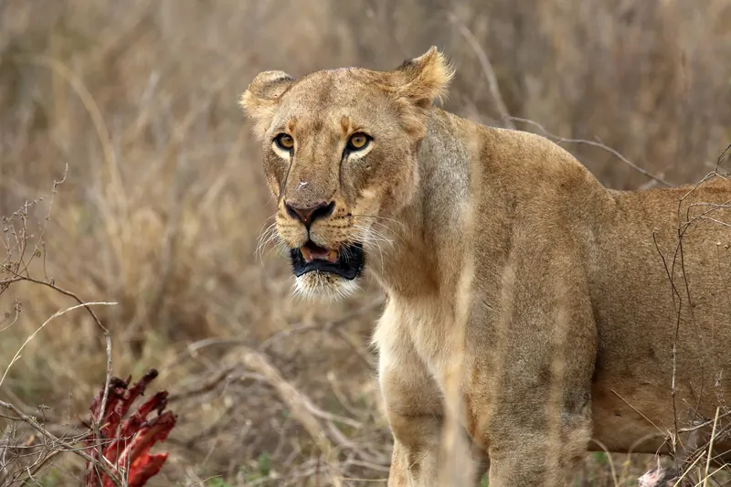 Lion resting in the grass in Nairobi National Park