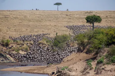Wildebeest in the Masai Mara. Photo: Weldon Kennedy from London, UK, CC BY 2.0