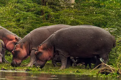Hippos grazing on the shore of Lake Naivasha. Photo: Daniel Case, CC BY-SA 4.0