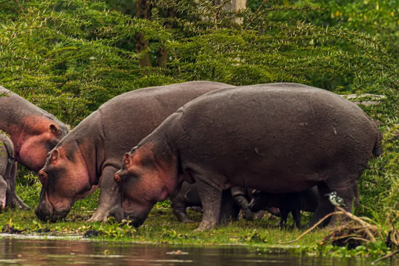 Hippos grazing on the shore of Lake Naivasha