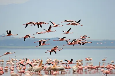 Flamingos at Lake Nakuru National Park. Photo: BIT1982, CC BY-SA 3.0
