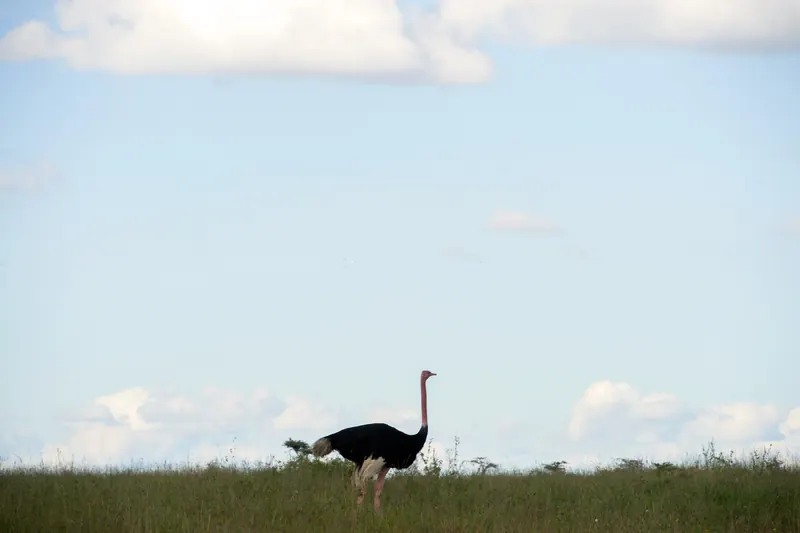 Ostrich walking on the grass plains