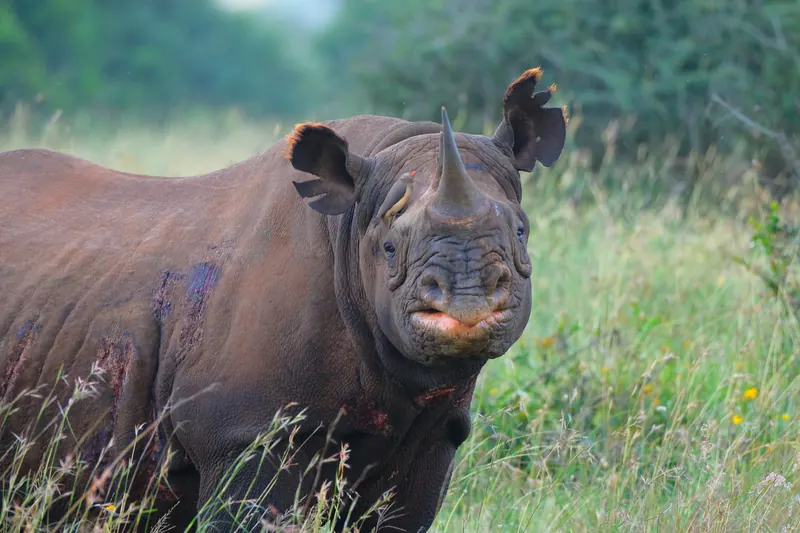 Black rhino in Nairobi National Park