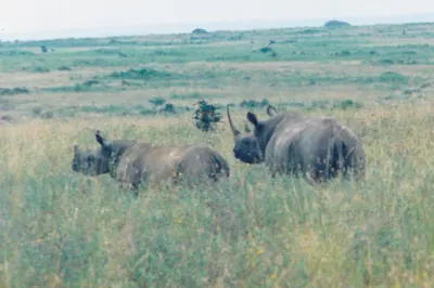 Black rhino in Nairobi National Park. Photo: Ron Knight from Seaford, East Sussex, United Kingdom, CC BY 2.0