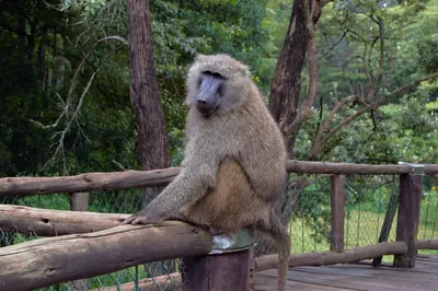 Baboons at the Nairobi Safari Walk. Photo: Leonard Kisuu, CC BY-SA 4.0