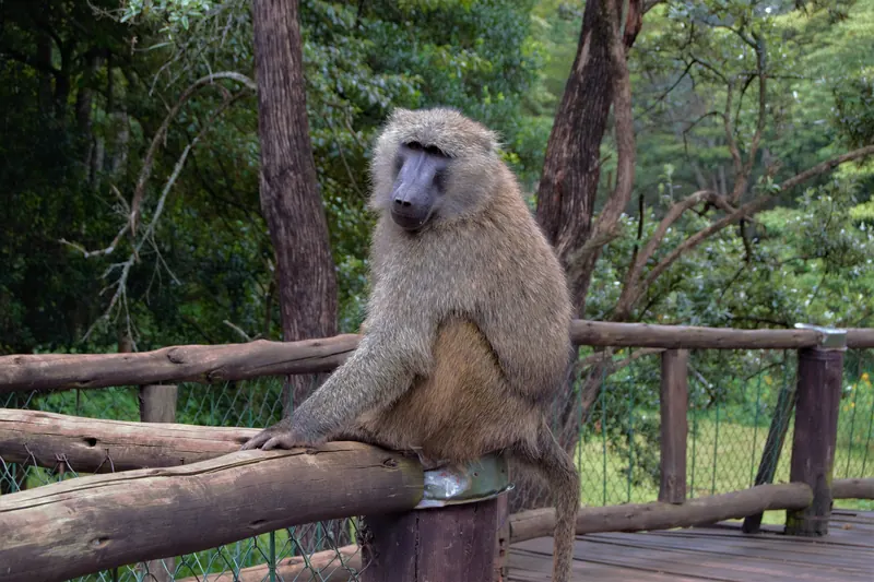 Baboons at the Nairobi Safari Walk