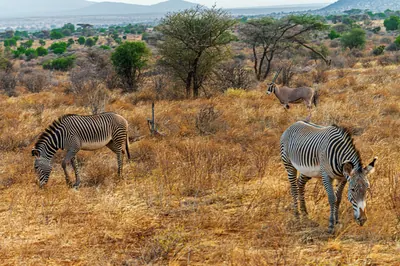 Grevy's zebras in Samburu National Reserve. Photo: Daniel Case, CC BY-SA 4.0