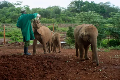 Keeper feeding a baby elephant at the Sheldrick elephant nursery, Nairobi. Photo: U.S. Department of State from United States, Public domain
