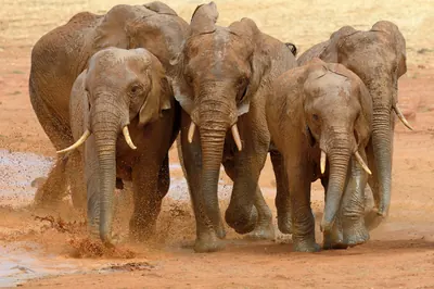 Elephant running in red dust, Tsavo National Park. Photo: Byrdyak, CC BY-SA 4.0