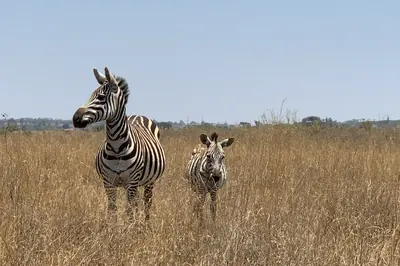 Zebra mare and foal in Nairobi National Park. Photo: Kailashkumar Divecha, CC BY-SA 4.0