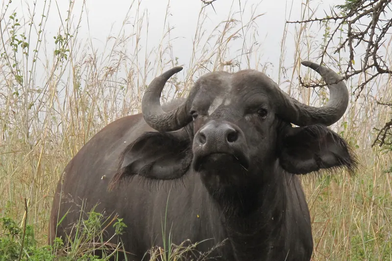 Cape buffalo standing in tall grass, Nairobi National Park