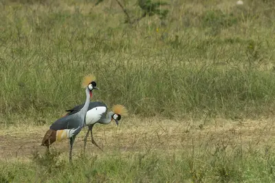Grey crowned cranes in Nairobi National Park. Photo: Nina R from Africa, CC BY 2.0