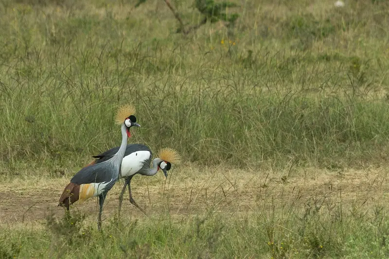 Grey crowned cranes in Nairobi National Park