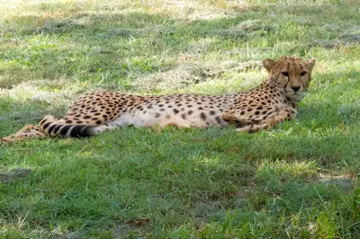 Cheetah in Kenya (photographed outside the park). Photo: Stefan Magdalinski from San Francisco, USA, CC BY 2.0