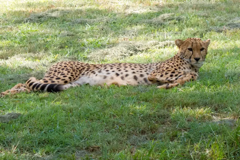 Cheetah in Kenya, photographed outside the park