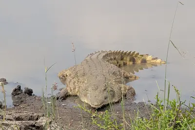 Nile crocodile in Nairobi National Park. Photo: Addshore, CC BY-SA 4.0