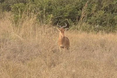 Hartebeest in Nairobi National Park. Photo: Addshore, CC BY-SA 4.0