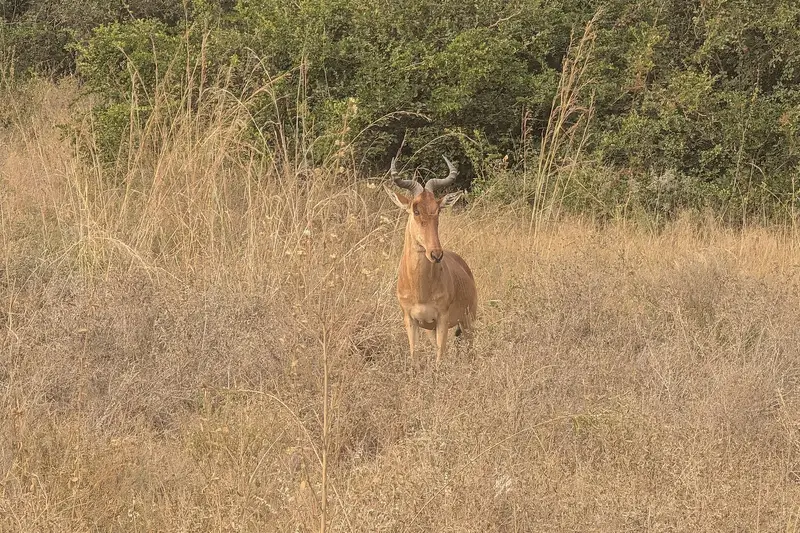 Hartebeest in Nairobi National Park