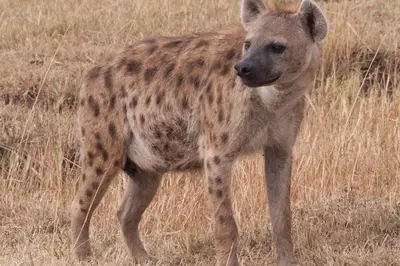 Spotted hyena in Kenya (photographed outside the park). Photo: Joanne Goldby, CC BY 2.0