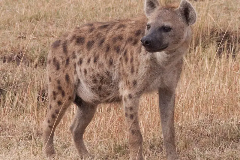 Spotted hyena in Kenya, photographed outside the park