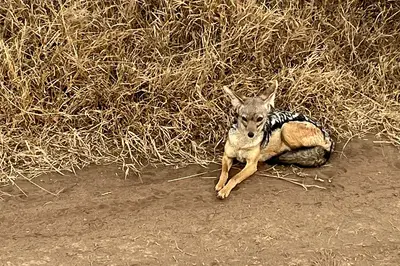 Black-backed jackal in Nairobi National Park. Photo: Affandy Murad, CC BY-SA 4.0