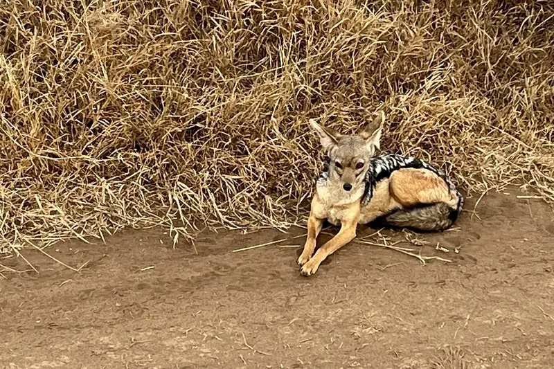 Black-backed jackal in Nairobi National Park