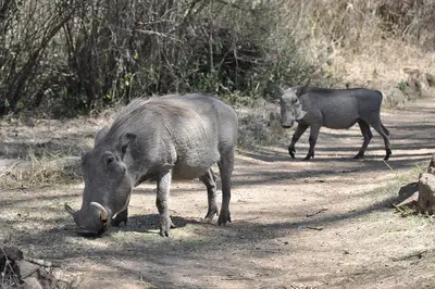 Warthogs in Nairobi National Park. Photo: Jorge Láscar from Australia, CC BY 2.0