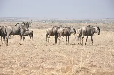 Blue wildebeest in Nairobi National Park. Photo: Jorge Láscar from Australia, CC BY 2.0